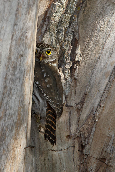 Ferrugenous Pygmy Owl © Russ Chantler